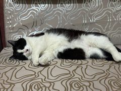 -瑞派福兴宠物医院犬猫全科·骨科·中西医结合(河东店)