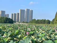 -苏州东太湖生态园