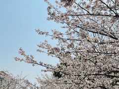 -高东镇樱花园