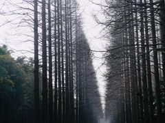 -黄海国家森林公园