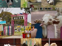 -上海佘山世茂艾美酒店