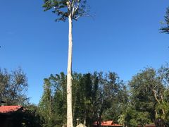 -奥兰多迪士尼动物王国乐园