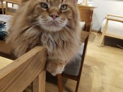 -藏猫猫咖啡主题馆(中央大道店)