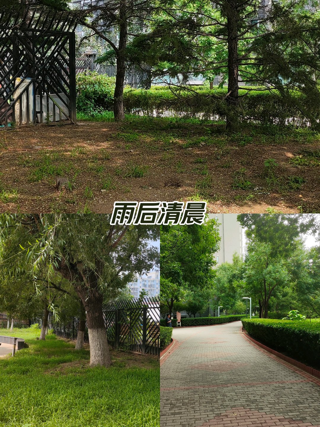 雨后清晨昼风图片