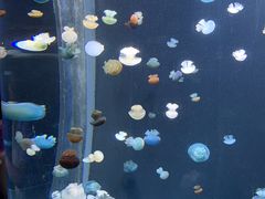 -新加坡海洋生态馆