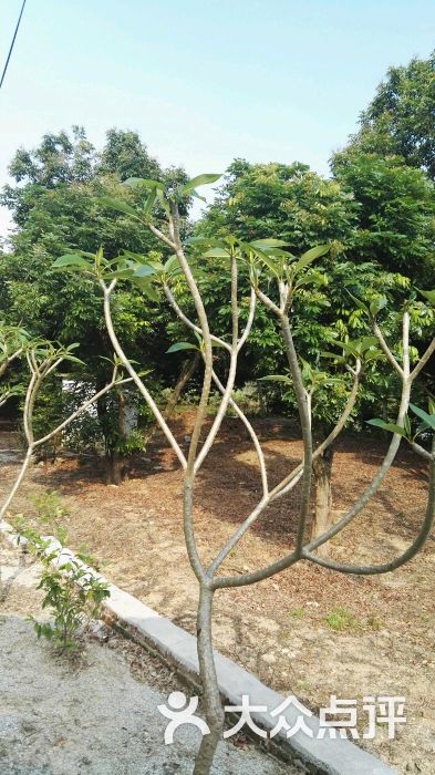 恩平市君逸休闲农庄图片 - 第8张