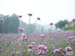 -紫海香堤香草艺术庄园