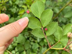 -火炉山森林公园