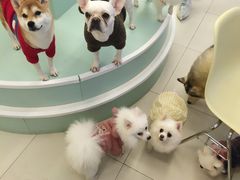 -怪兽屋·羊驼·猫咖·狗咖(俊华广场店)