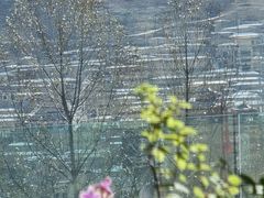 -玫瑰西餐厅.意面披萨.牛排咖啡