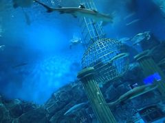 -芜湖新华联大白鲸海洋公园