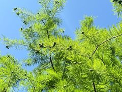 -苏州上方山国家森林公园