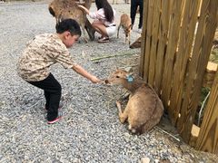 -鹿境梅花鹿生态园区
