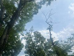 -井之头恩赐公园