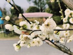 -花开海上生态园