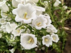 -呀路古热带植物园