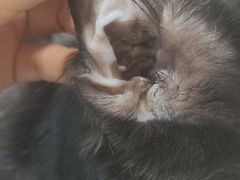 -佳雯宠物医院·皮肤科·内外科(春晓路分院)