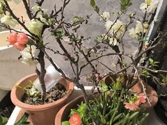 -双季花艺园艺市场(浦东店)