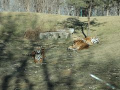 -北京野生动物园