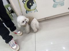 -全心全意连锁动物医院·微创中心·内科急重症·心脏专科(丰管路店)