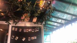 点击看大图 -金棕榈