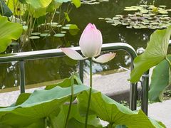 -莲花池公园