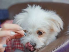 -more than meow吴止猫主题餐厅(承德 中船汇店)