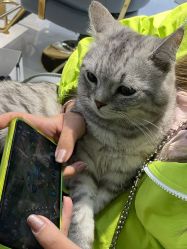 -飞梵造型