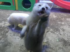 北极狐-芜湖新华联大白鲸海洋公园