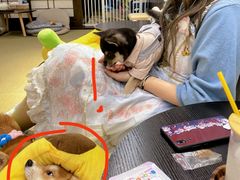 -逗柴咖啡屋·狗咖猫咖宠物桌游