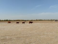 -亿利库布其七星湖沙漠生态旅游区