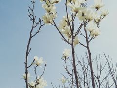 -雁滩公园
