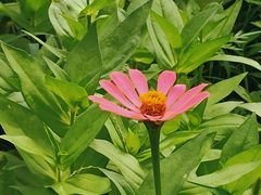 -大宁郁金香公园-停车场