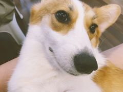 -柯斗斗主题餐厅·狗咖·围炉煮茶·茶饮(国瑞升平里店)