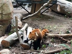 -深圳野生动物园