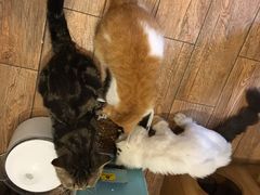 -more than meow吴止猫主题餐厅(承德 中船汇店)