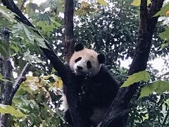 -都江堰中华大熊猫苑