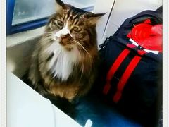 android_upload_pic-Anne猫窝咖啡屋