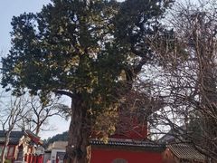 -大觉寺-停车场