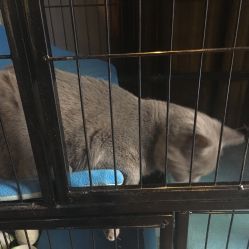 -飛凡TATTOO纹身•原创