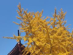 -郑和公园