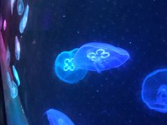 -锦艺城海洋馆