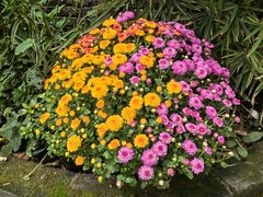 -三圣花乡旅游区