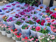 -金陵花卉交易市场