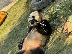 -上海野生动物园