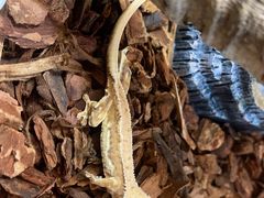 -酷以爬仙阁实体爬宠店·守宫·蜥蜴·专业繁育