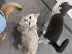 -飞行喵MR PILOT|猫舍·猫咖(静安大融城店)