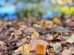 -墨尔本皇家植物园