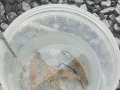 -DGE季风钓虾营地·团建·聚会