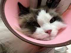 -御宝贝·A梦猫科宠物医院(国际猫友好医院)
